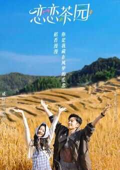 恋恋茶园
