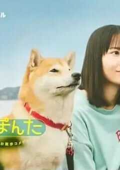 2025年日本电视剧《今日份的散步》全8集 4K网盘迅雷下载