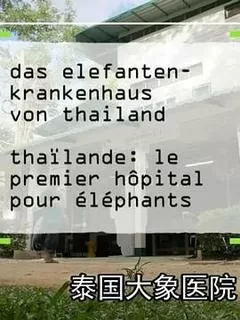 泰国大象医院