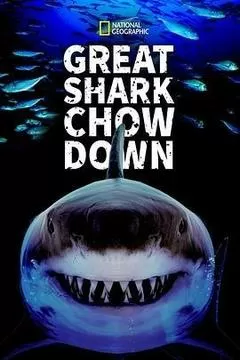 鲨鱼进食秀