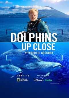 摄影师贝尔蒂与海豚零距离