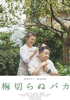 不砍梅树的傻瓜