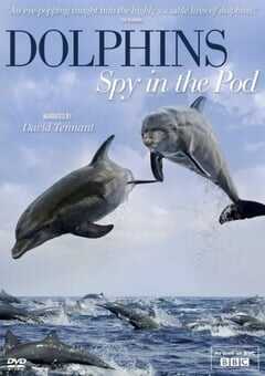 卧底海豚帮 第一季