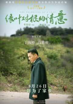 绿叶对根的情意