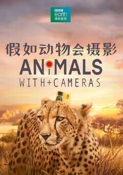 假如动物会摄影