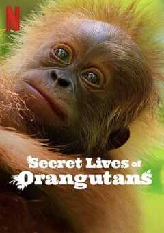 红毛猩猩的秘密生活