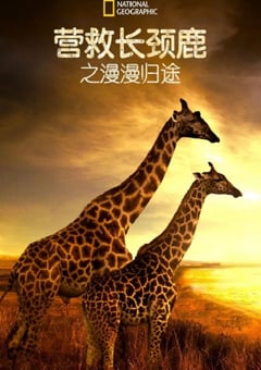 营救长颈鹿之漫漫归途