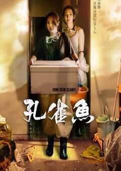2024年中国台湾电视剧《孔雀鱼》全8集 4K网盘迅雷下载