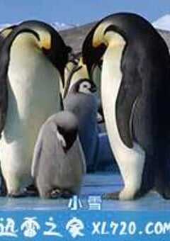 帝企鹅宝宝的生命轮回之旅