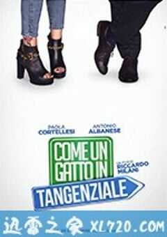 高速路上一只猫