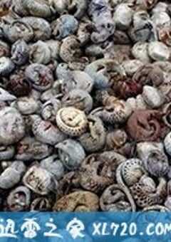 穿山甲：被捕杀最多的动物